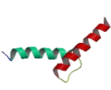 Achaete Scute Complex Like Protein 3 (ASCL3)