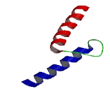 Achaete Scute Complex Like Protein 4 (ASCL4)