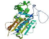 Acid Phosphatase 2, Lysosomal (ACP2)