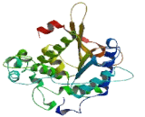 2-Phosphoxylose Phosphatase 1 (PXYLP1)