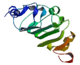 Acidic Nuclear Phosphoprotein 32 Family, Member B (ANP32B)