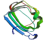 Acidic Nuclear Phosphoprotein 32 Family, Member D (ANP32D)