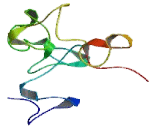 Acidic Repeat Containing Protein (ACRC)