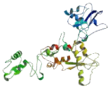 Acrosin Binding Protein (ACRBP)