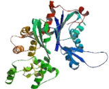 Actin Alpha 1, Cardiac Muscle (ACTC1)