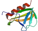 Actin Filament Associated Protein 1 (AFAP1)