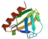 Actin Filament Associated Protein 1 Like Protein 2 (AFAP1L2)