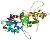 Actin Like Protein 6B (ACTL6B)