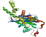 Actin Like Protein 7A (ACTL7A)