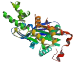 Actin Like Protein 7B (ACTL7B)