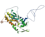 Actin Related Protein 2 (ACTR2)