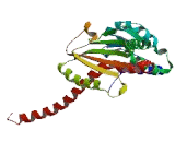 Actin Related Protein 2/3 Complex Subunit 2 (ARPC2)