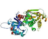 Actin Related Protein T1 (ACTRT1)