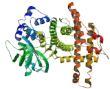 Acyl Coenzyme A Oxidase Like Protein (ACOXL)