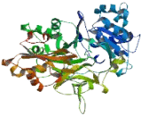 Acyl Coenzyme A Synthetase Family, Member 3 (ACSF3)