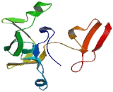 Acyl Coenzyme A Synthetase Long Chain Family, Member 5 (ACSL5)