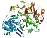 Acyl Coenzyme A Synthetase Medium Chain Family, Member 2A (ACSM2A)