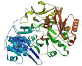 Acyl Coenzyme A Synthetase Medium Chain Family, Member 3 (ACSM3)