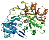 Acyl Coenzyme A Synthetase Medium Chain Family, Member 4 (ACSM4)