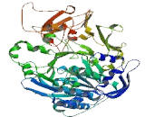 Acyl Coenzyme A Synthetase Short Chain Family, Member 3 (ACSS3)