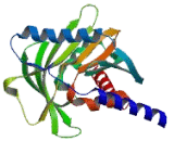 Acyl Coenzyme A Thioesterase 11 (ACOT11)