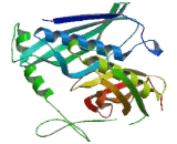 Acyl Coenzyme A Thioesterase 12 (ACOT12)