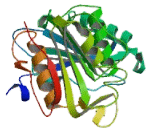 Acyl Coenzyme A Thioesterase 4 (ACOT4)