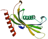 Acyl Coenzyme A Thioesterase 7 (ACOT7)