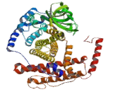 Acyl Coenzyme A Dehydrogenase, Short/Very Long Chain (ACADVL)