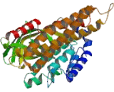 Acyl Coenzyme A Dehydrogenase Family, Member 8 (ACAD8)