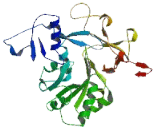 Acyl Coenzyme A Synthetase, Mitochondrial 6 (ACSM6)