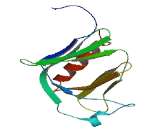 Adaptin Ear Binding Coat Associated Protein 1 (NECAP1)