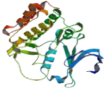 Adaptor Associated Protein Kinase 1 (AAK1)