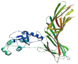 Adaptor Related Protein Complex 1 Mu 1 (AP1m1)