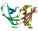 Adaptor Related Protein Complex 2 Beta 1 (AP2b1)