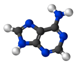 Adenine (Ade)