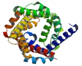 Adenine Nucleotide Translocator 1, Mitochondrial (ANT1)