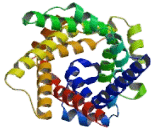 Adenine Nucleotide Translocator 2, Mitochondrial (ANT2)