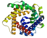 Adenine Nucleotide Translocator 3, Mitochondrial (ANT3)