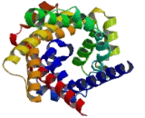 Adenine Nucleotide Translocator 4, Mitochondrial (ANT4)