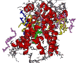 Adenine Nucleotide Translocator (ANT)