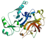 Adenomatosis Polyposis Coli Down Regulated 1 (APCDD1)