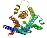 Adenosine A1 Receptor (ADORA1)