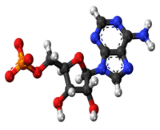 Adenosine Monophosphate (AMP)