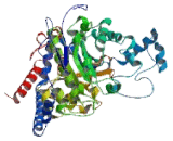 Adenosine Monophosphate Deaminase 1 (AMPD1)