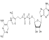 Adenosine Thiamine Diphosphate (AThDP)