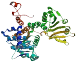 Adenosylhomocysteinase Like Protein 1 (AHCYL1)