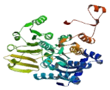 Adenosylhomocysteinase Like Protein 2 (AHCYL2)