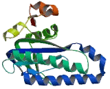 Adenylate Cyclase 1, Brain (ADCY1)