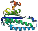 Adenylate Cyclase 8, Brain (ADCY8)